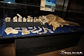 VBS_9540 - Museo Paleontologico - Asti